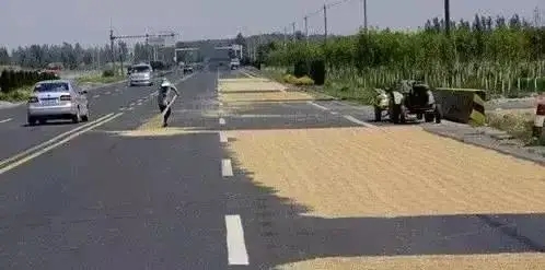 瀝青道路上曬麥子有危害嗎？